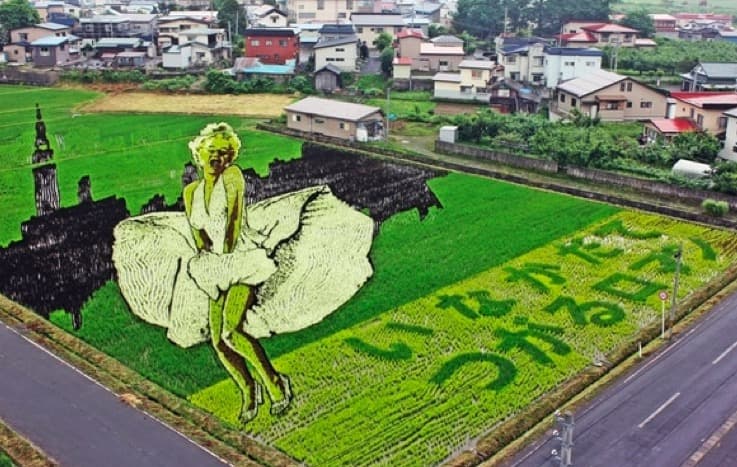 Një fshat japonez, ku arti mbillet në orizore