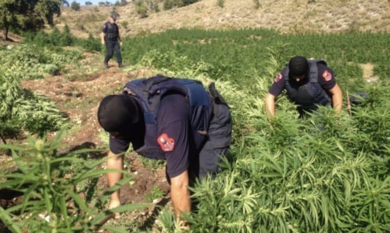 Paratë e kanabisit nuk i sollën asnjë të mirë ekonomisë